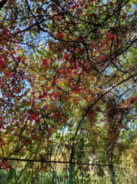 Yerevan Botanical Garden